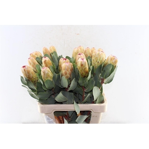 Protea Grandicolor