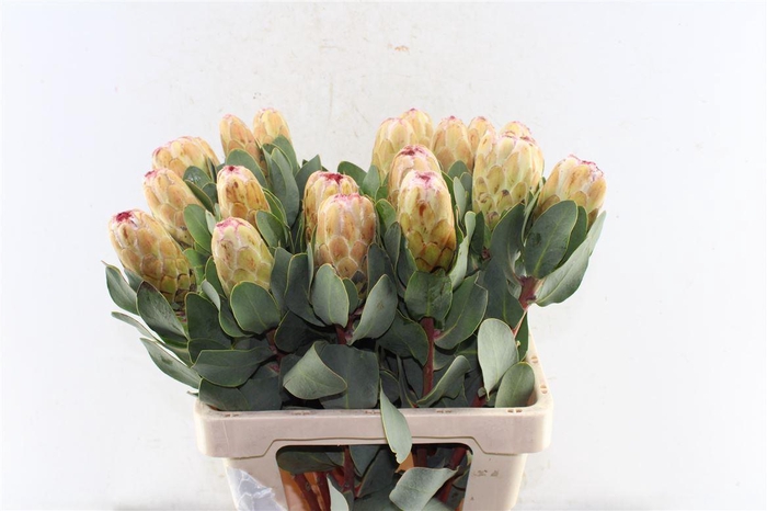 <h4>Protea Grandicolor</h4>