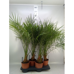 Phoenix roebelenii
