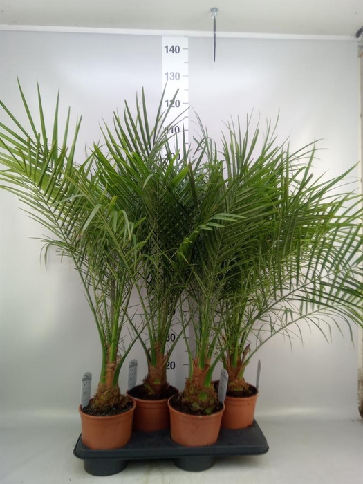 <h4>Phoenix roebelenii</h4>