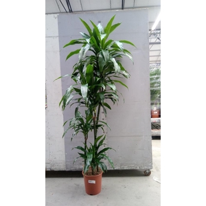 Dracaena frag. 'Janet Craig'