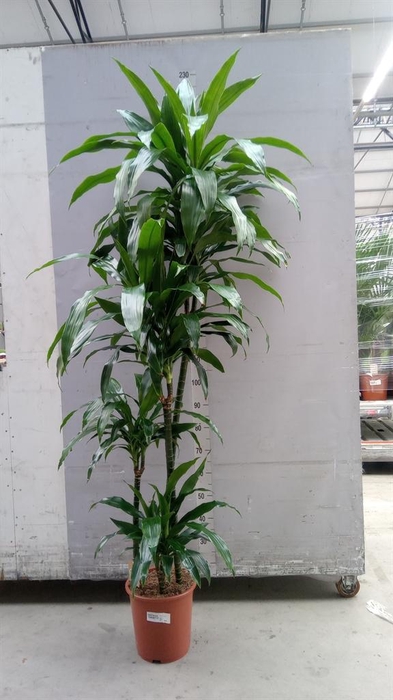 <h4>Dracaena frag. 'Janet Craig'</h4>