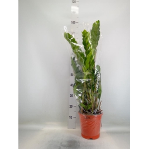 Zamioculcas zamiifolia