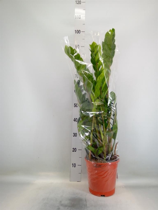 <h4>Zamioculcas zamiifolia</h4>