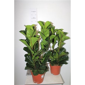 Ficus Lyrata Bambino Toef