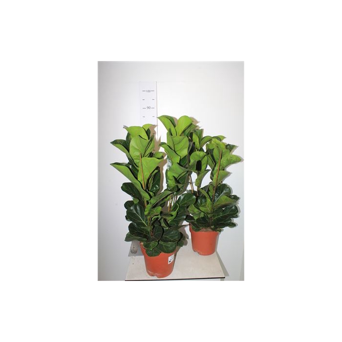 <h4>Ficus Lyrata Bambino Toef</h4>