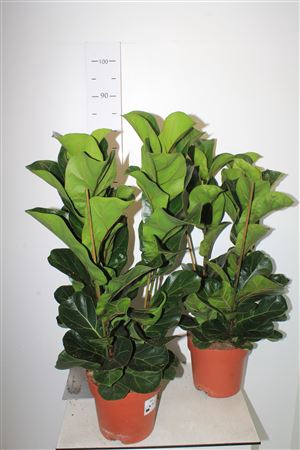 <h4>Ficus Lyrata Bambino Toef</h4>