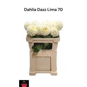 DAHL DAZZ MILA
