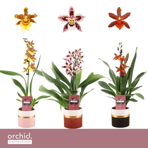 Cambria, Mix 1-spike in Dolomite Horizon 'Orchid Collection'