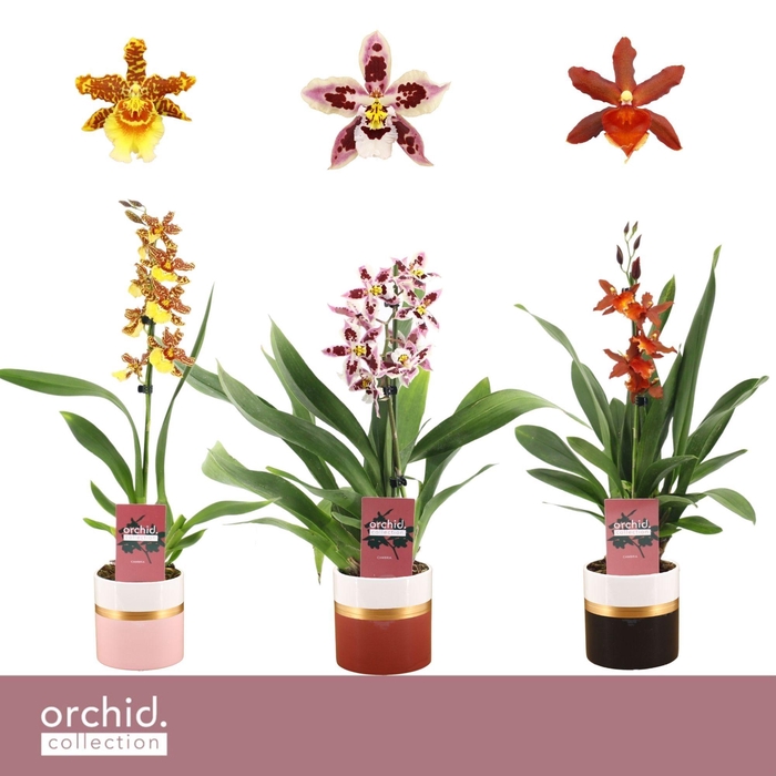 <h4>Cambria, Mix 1-spike in Dolomite Horizon 'Orchid Collection'</h4>