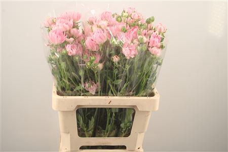 <h4>Ran N Moderna Venus</h4>