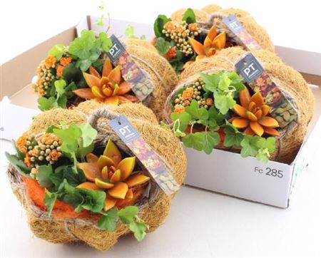 arr8 Arr Kamerpl In Kokosdraad Pumpkin