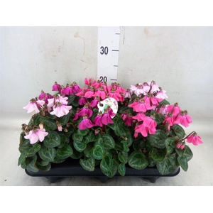 Cyclamen KL 'Petticoat'