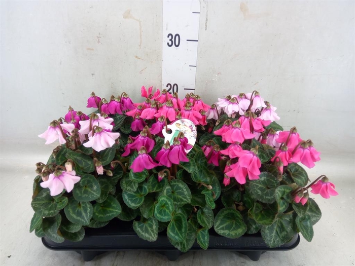 <h4>Cyclamen KL 'Petticoat'</h4>