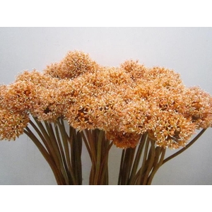 Allium Mount Zalm