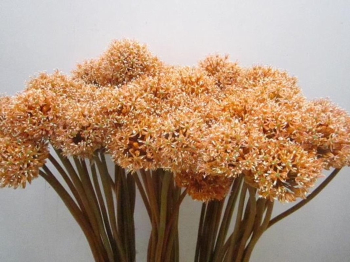 <h4>Allium Mount Zalm</h4>