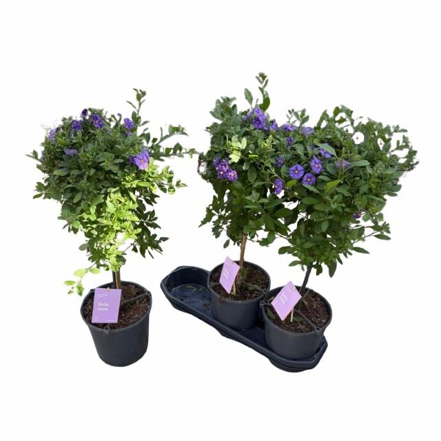 <h4>LYCI RAN BLUE FOUNT</h4>