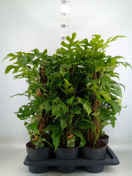 <h4>Philodendron   ...</h4>