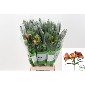 Alstr Orange Queen Fu