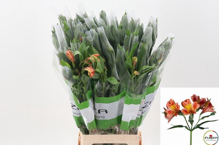 <h4>Alstr Orange Queen Fu</h4>