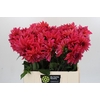 Dahlia Pink Punk