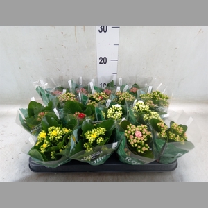 Kalanchoe blos. 'Rosalina'  ..mix 6