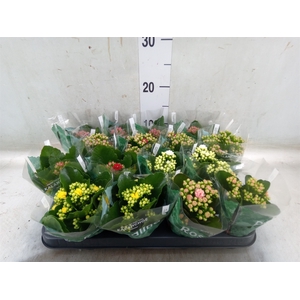 Kalanchoe blos. 'Rosalina'  ..mix 6