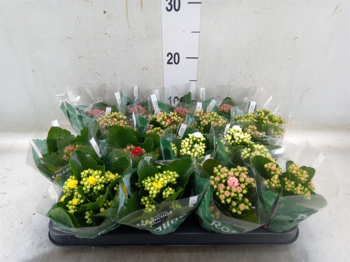 <h4>Kalanchoe blos. 'Rosalina'  ..mix 6</h4>