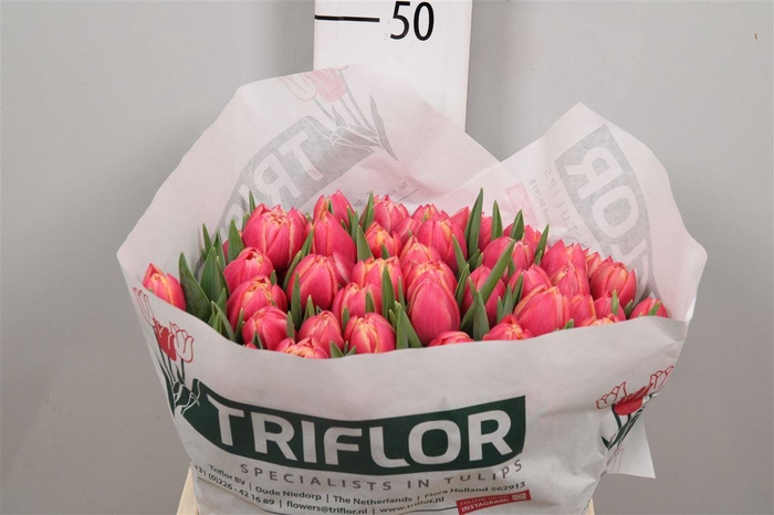 <h4>Tu Du Columbus</h4>