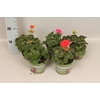 Pelargonium zonale Divers