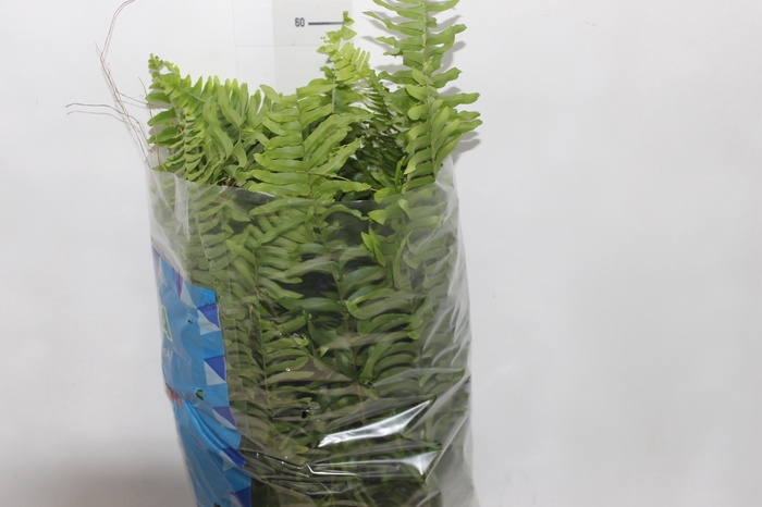 <h4>SAMAMBAIA AMERICANA C21</h4>