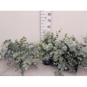 EUCAL GUNNII