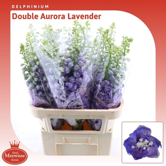 <h4>Delphinium Double Aurora Lavender</h4>