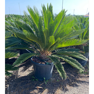 Cycas revoluta