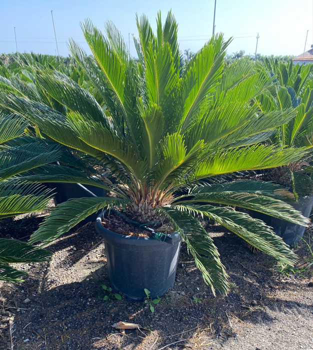 <h4>Cycas revoluta</h4>