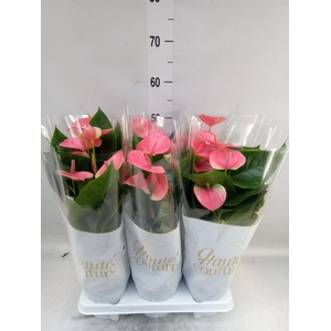 Anthurium andr. 'Sweet Dream'
