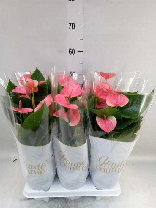 <h4>Anthurium andr. 'Sweet Dream'</h4>