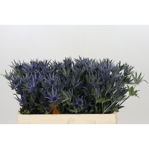 Eryngium Planum