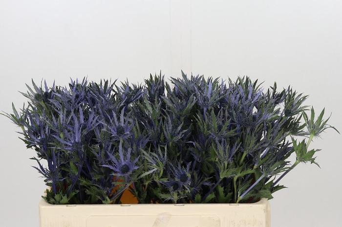 <h4>Eryngium Planum</h4>
