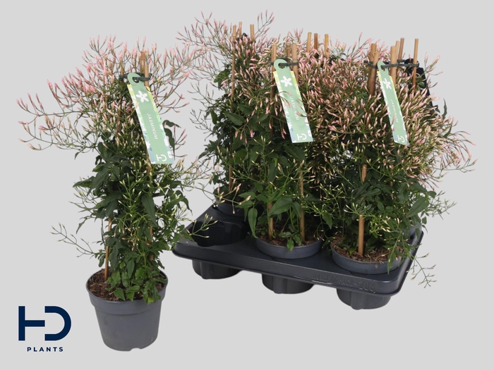 <h4>JASM POLYANTHUM WIT</h4>