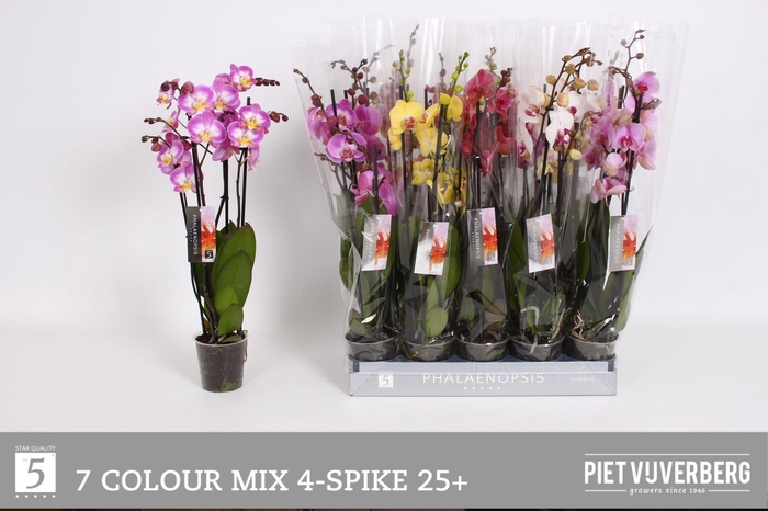 <h4>PHAL GEM 7 KL</h4>