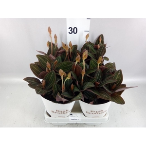 Ludisia discolor