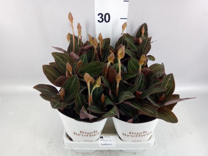 <h4>Ludisia discolor</h4>