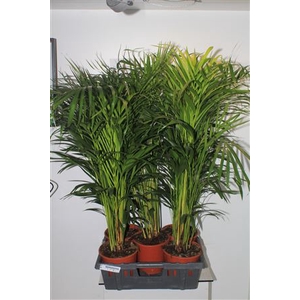 Dypsis Lutescens 15+