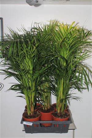 Dypsis Lutescens 15+