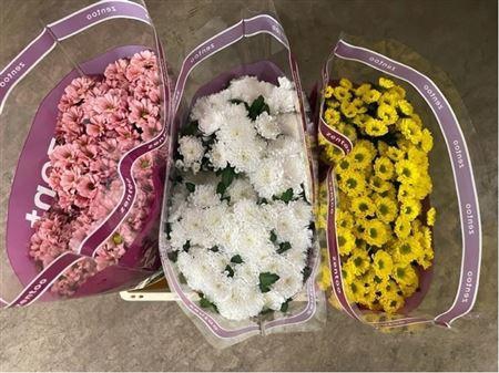 <h4>Chr S Gem Fst</h4>