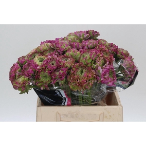 Ranunculus Pon Pon Malva