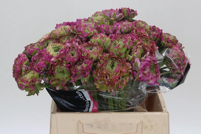 <h4>Ranunculus Pon Pon Malva</h4>