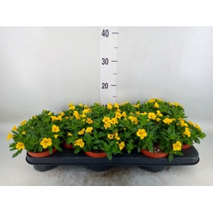 Calibrachoa  'Minifam Yellow'