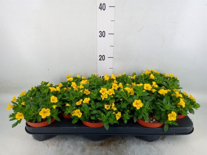 <h4>Calibrachoa  'Minifam Yellow'</h4>